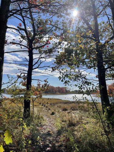 Nature scene with trees, a marsh, and river. 